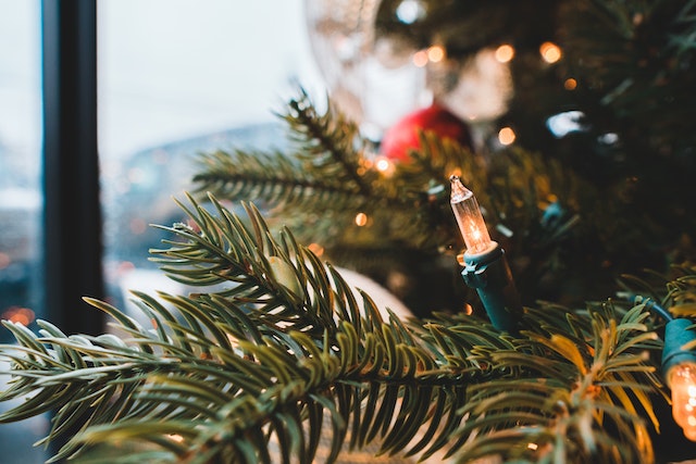 indoor-and-outdoor-christmas-trees